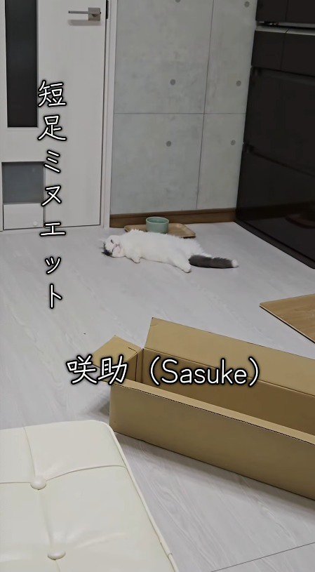 仰向けになって床に倒れている猫