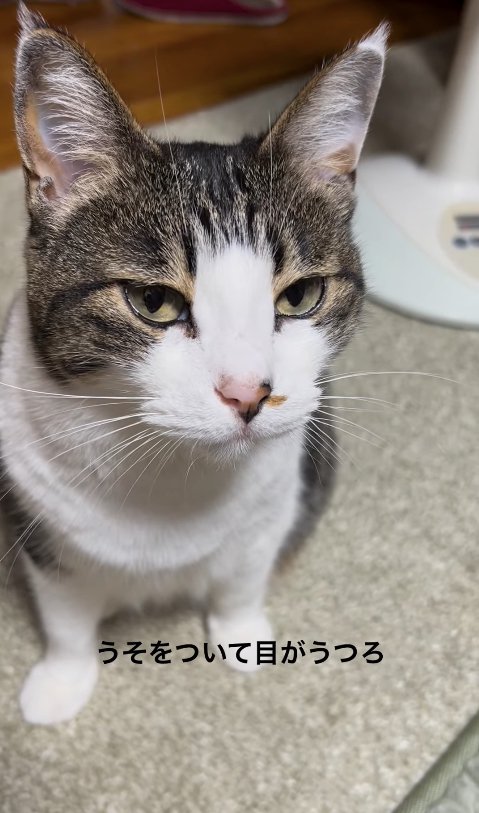 お座りしている半目の猫「うそをついて目がうつろ」