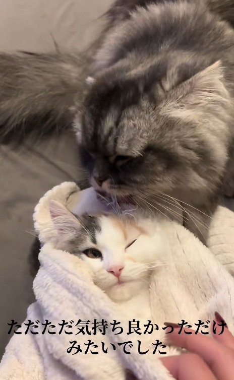 目を覚ます子猫と子猫をなめる猫