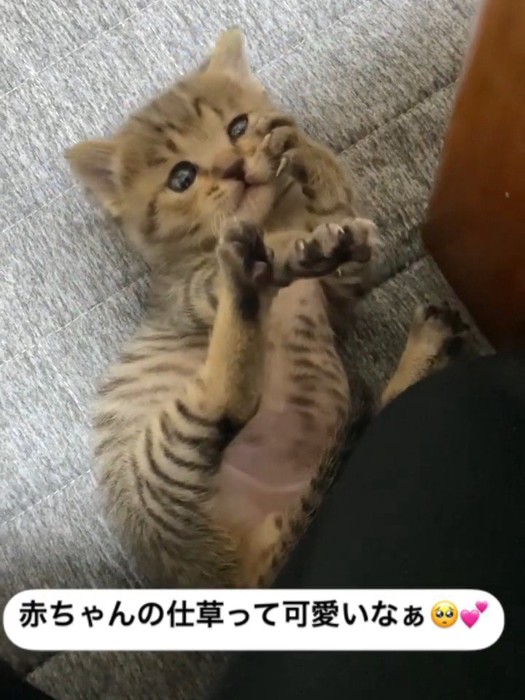 前足で顔を触る子猫