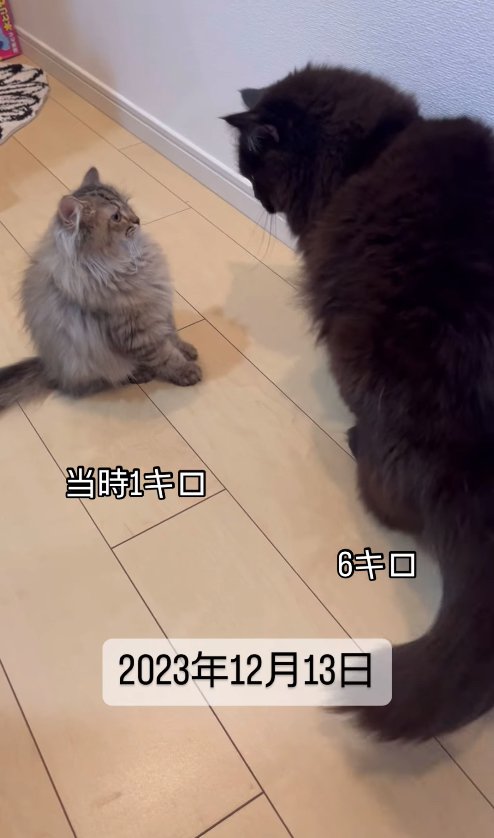 お座りして向かい合う2匹の猫（縦）