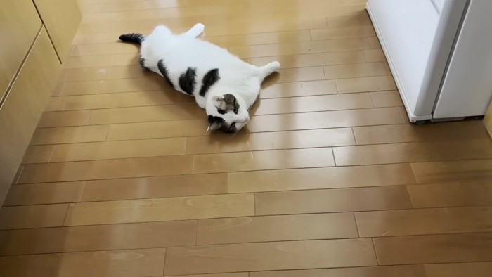 寝そべる猫