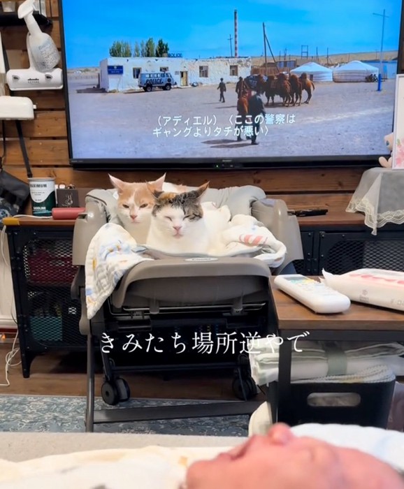 ベビーベッドに乗る猫たち