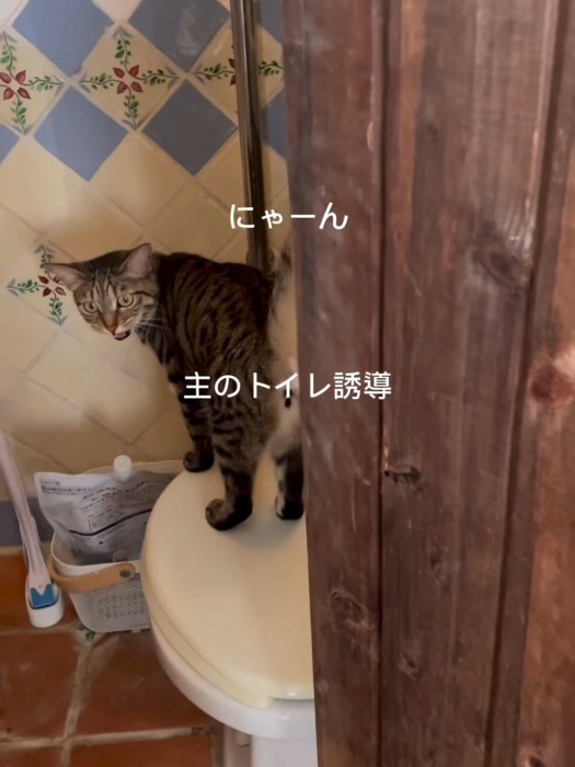 トイレの上に立って鳴く猫