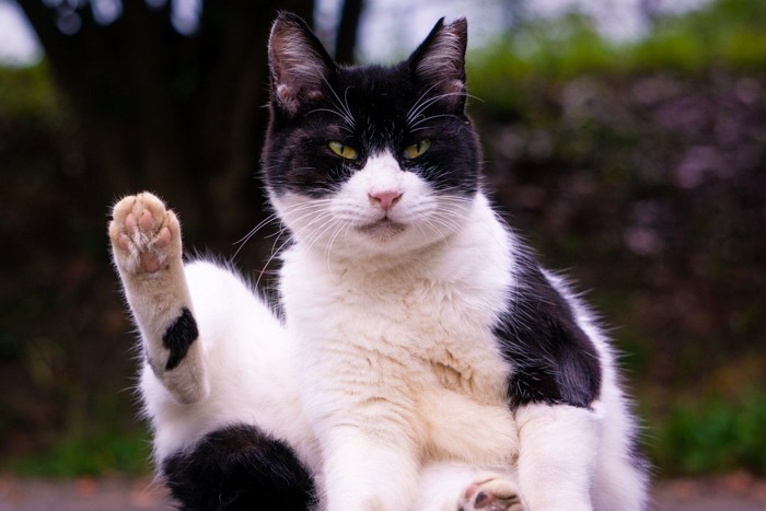 片足上げている猫