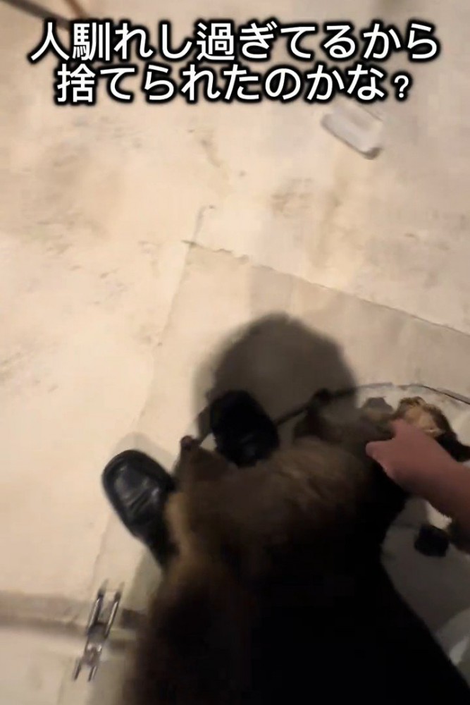 人の足元にいる猫