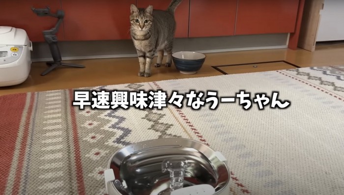 キジトラが水飲み場を見ている