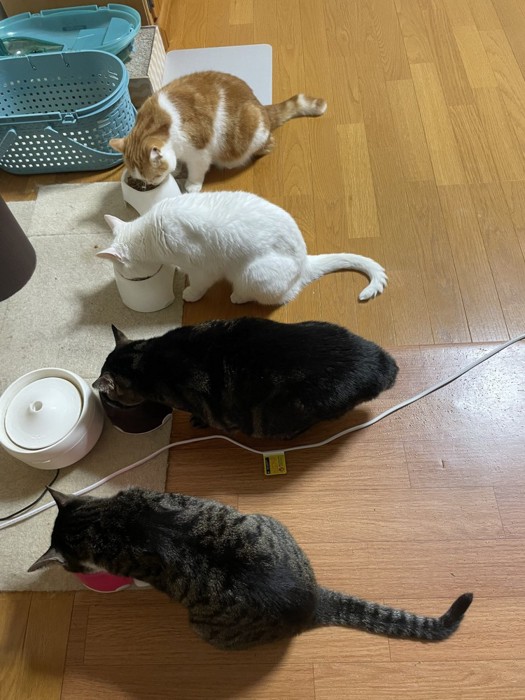食事中の4匹の猫