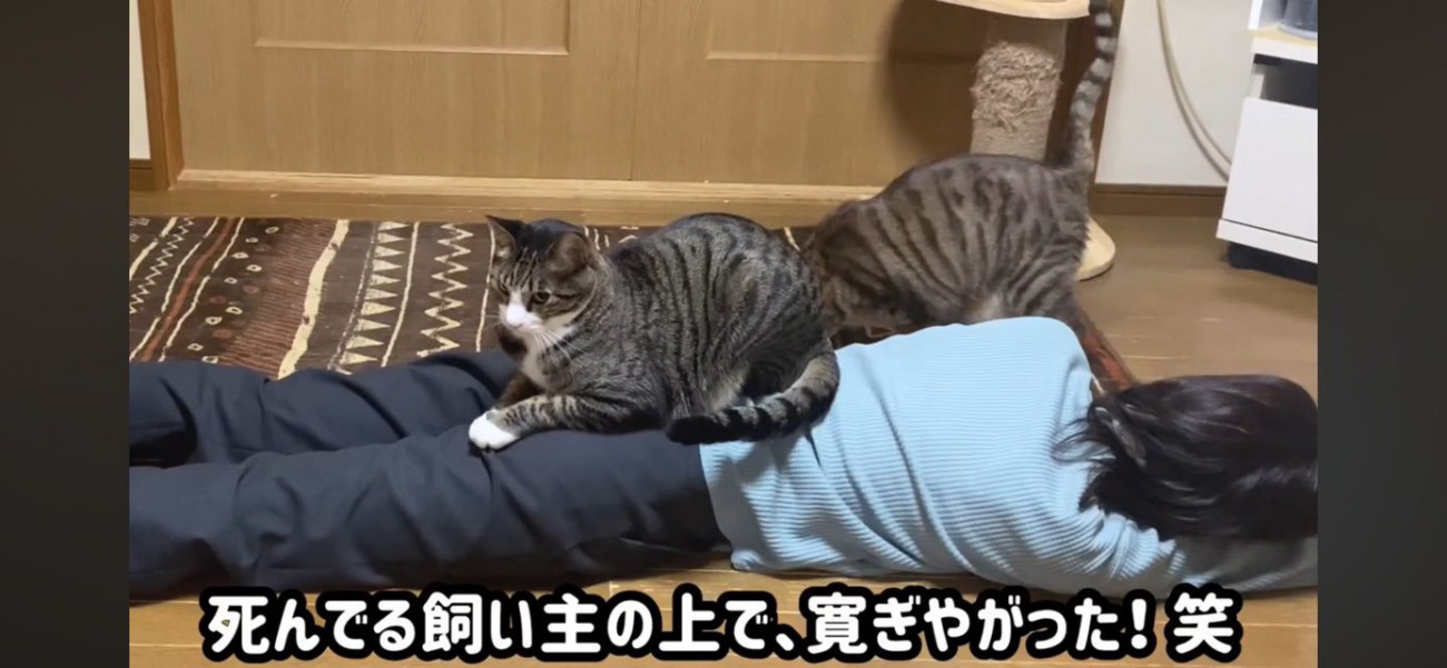 くつろぐ猫