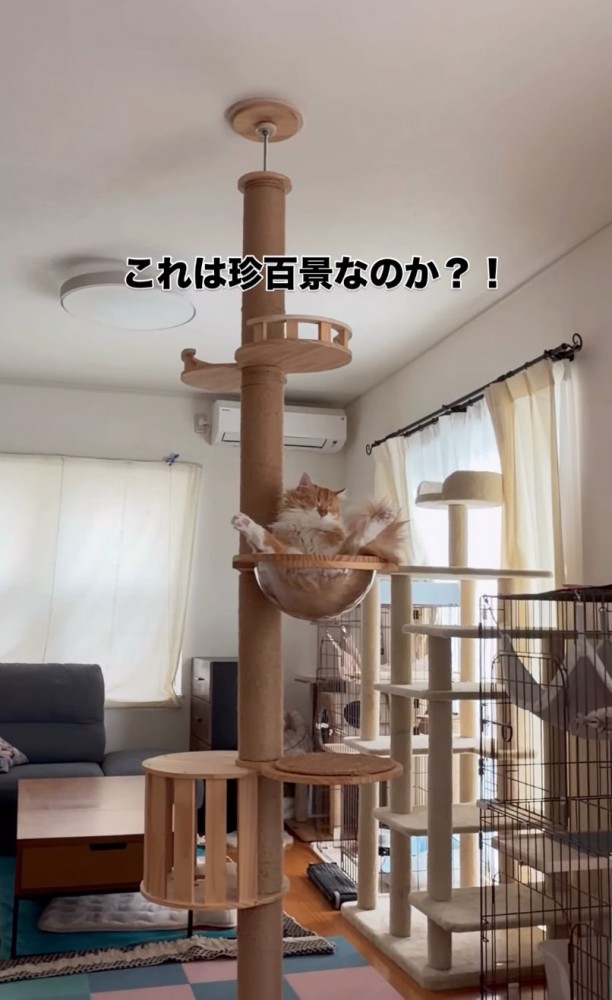 ボウルに座る猫4