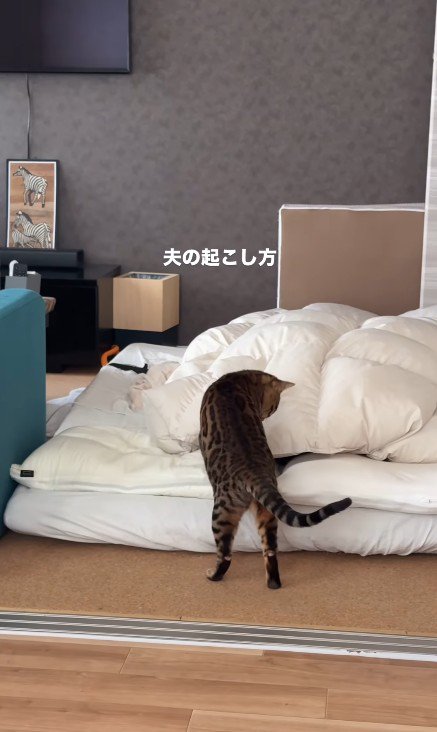 飼い主を起こしている猫