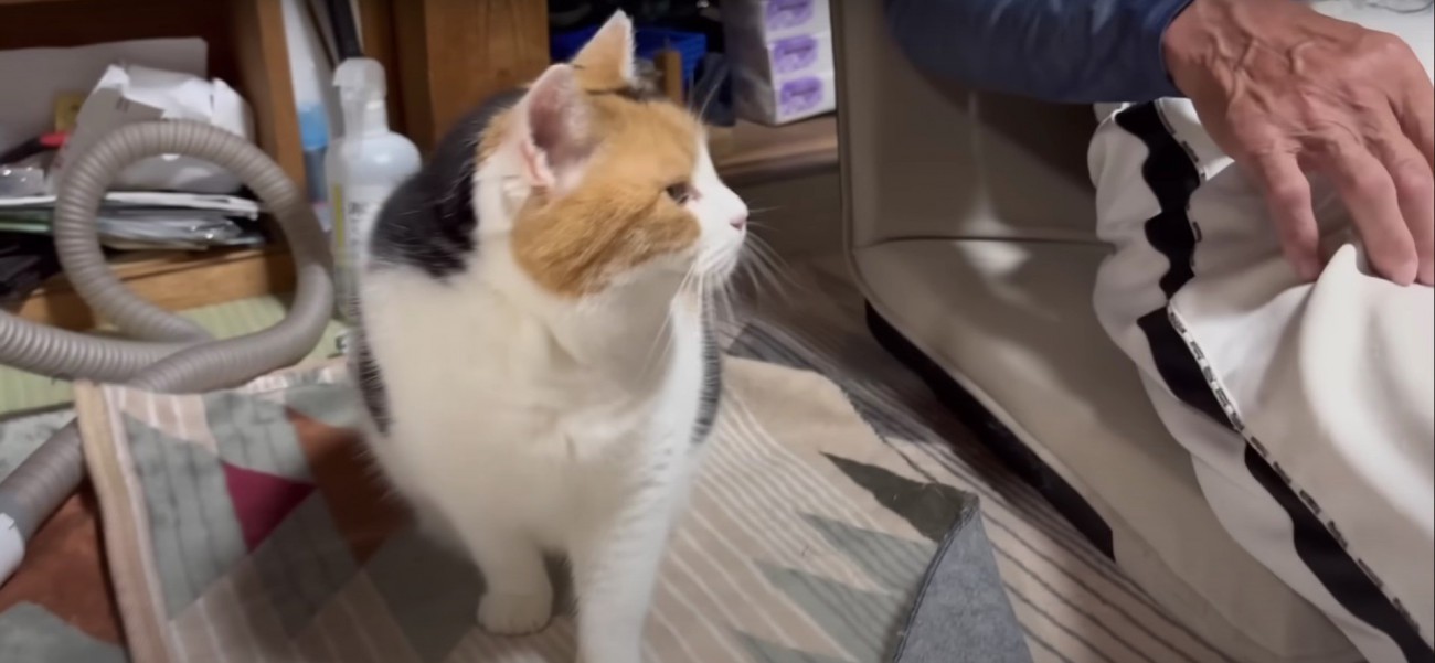 座っている猫%%ここにいますよ
