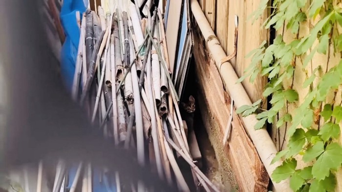 材木の間からママのほうを見る子猫