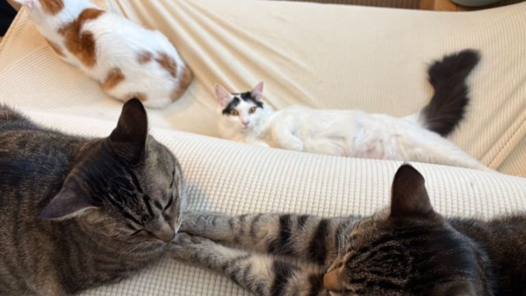 集まっている猫たち