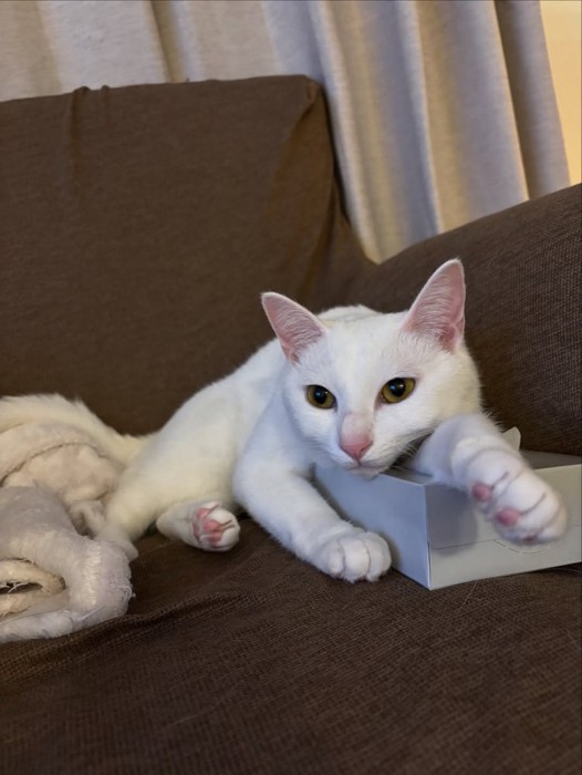 前足を伸ばして寝そべる猫