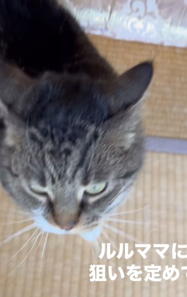 「ルルママに狙いを定めて」のテロップ写真