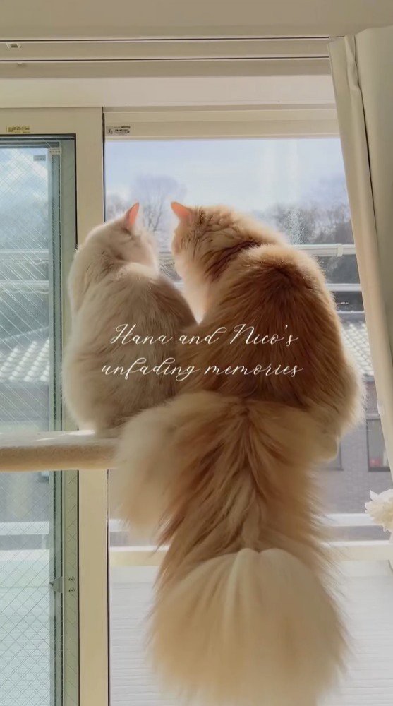 窓辺で寄り添う2頭の猫