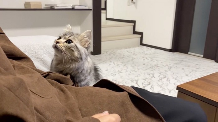 求める猫