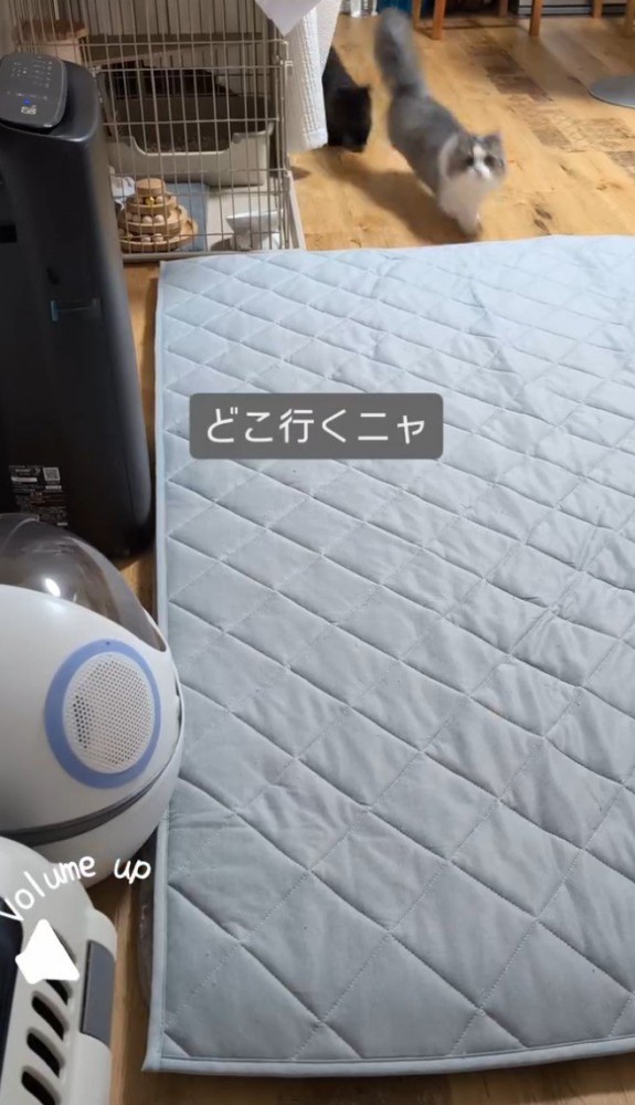 「どこ行くニャ」と書かれた写真1