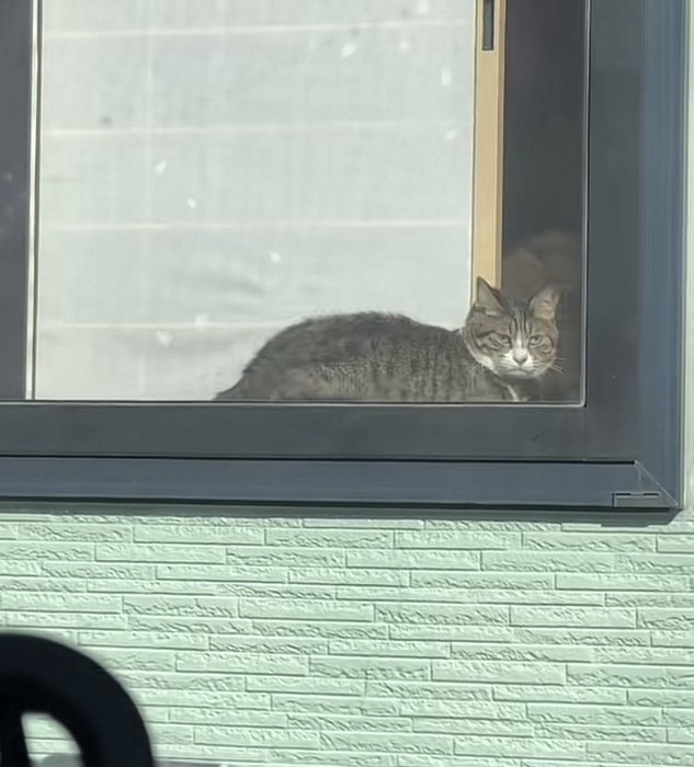 パパを睨むキジトラ猫