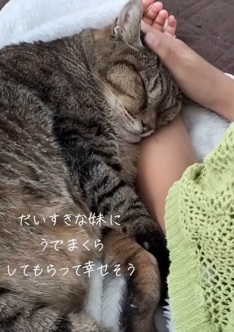 女の子の腕まくらで眠る猫となでる女の子