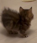 背中の毛を逆立てる子猫