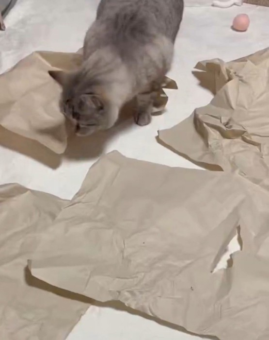 ボールを探す猫