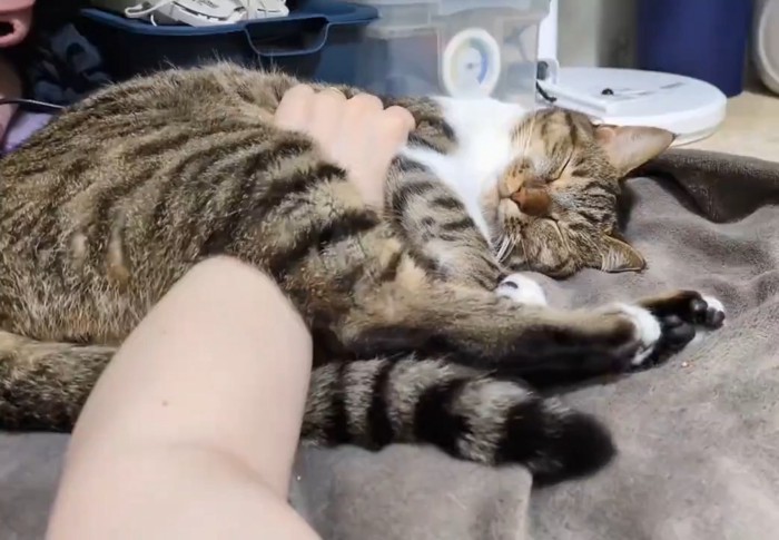 気持ちよさそうに横になる猫さん