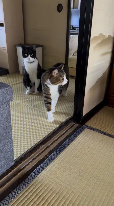 赤ちゃんがいる部屋の前にやってきたキジ白猫