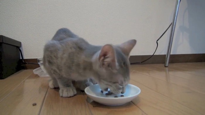 お皿のフードを食べる子猫