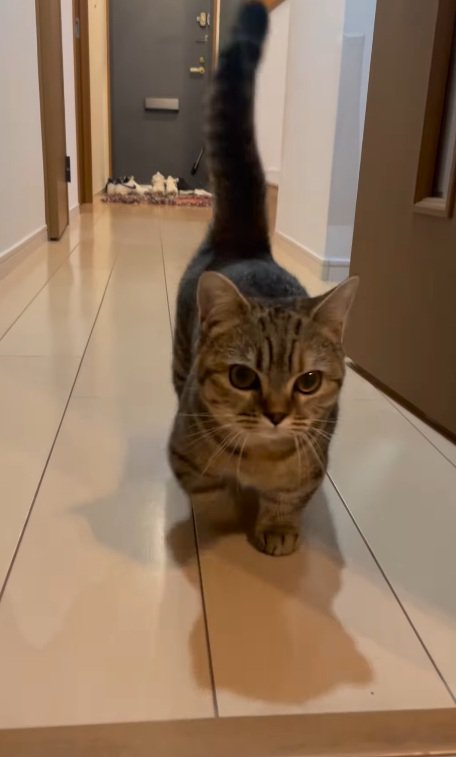 呼んだら来るマンチカン