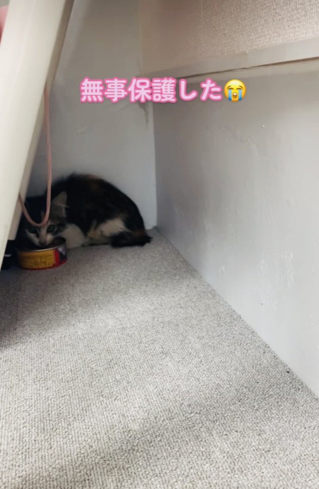 部屋の隅で猫缶を食べる子猫