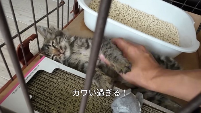 お腹をなでられる子猫