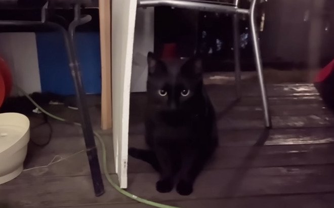 デッキに座る黒猫