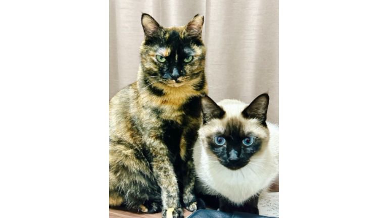 室内にいる猫