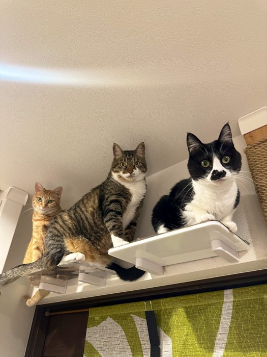 3匹の猫がキャットステップに乗る様子