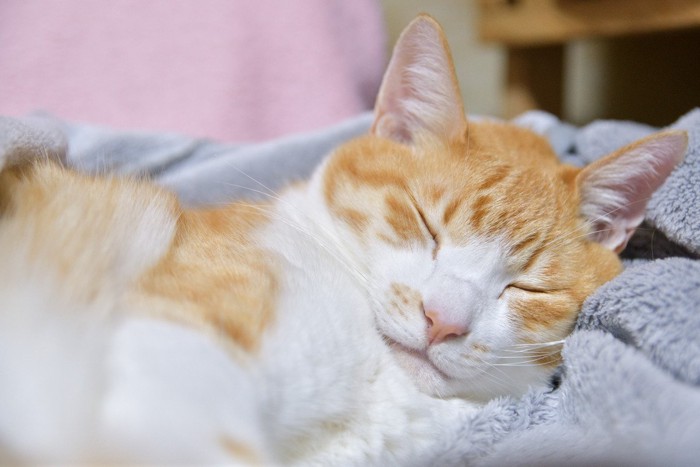 着る毛布の上で寝ている猫