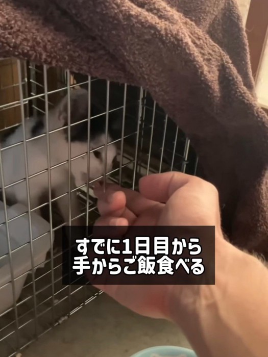 人の手をなめる子猫