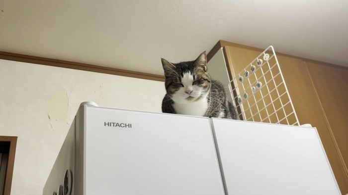 冷蔵庫の上