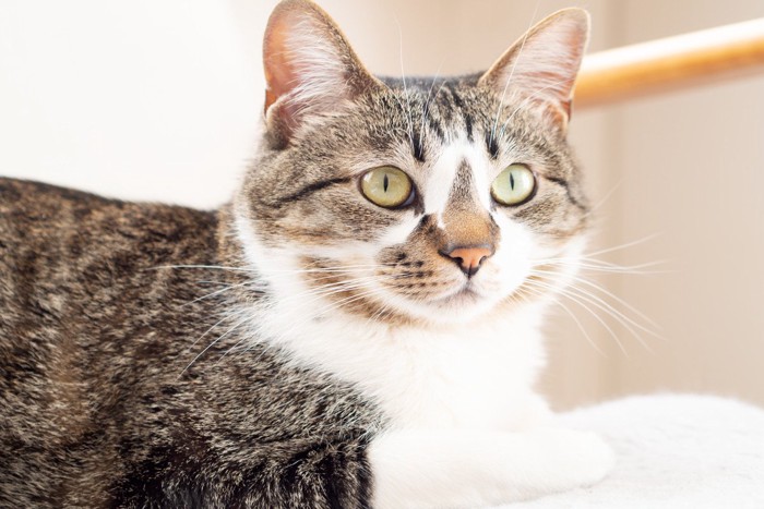 ソファに座った猫