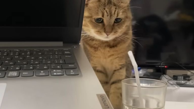 パソコンと猫