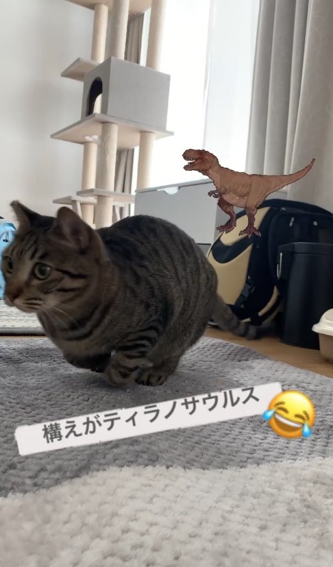 両前足の先を丸めて屈んでいる猫