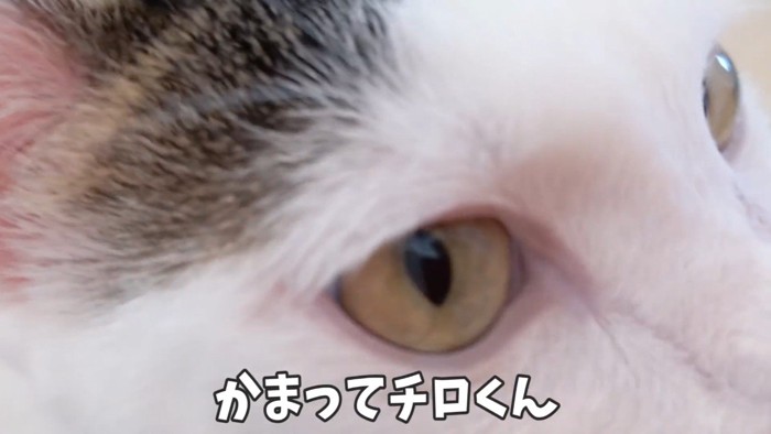 かまってチロくん