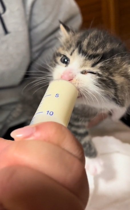 ミルクを飲むサバ白の子猫