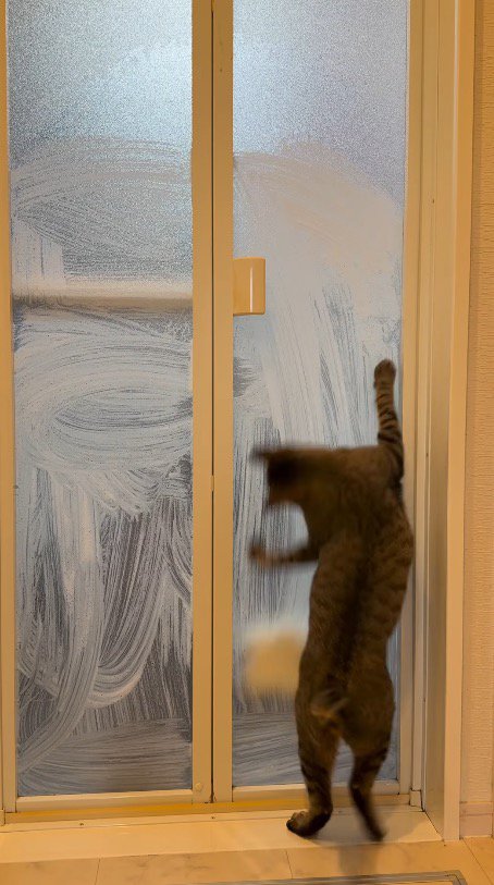 ドア越しに移動する飼い主の手を追いかける猫