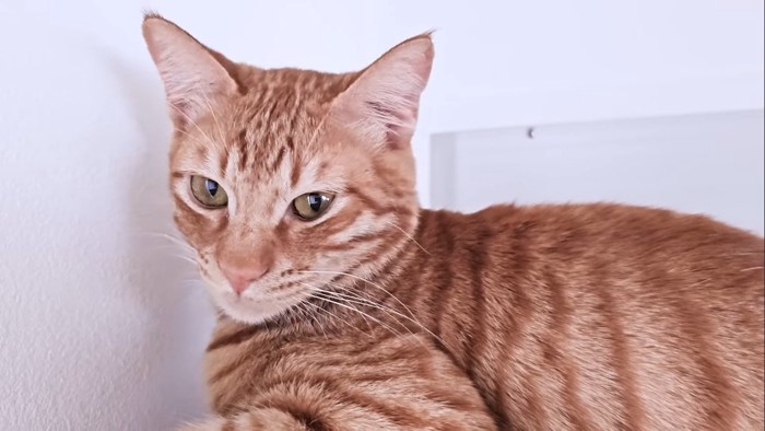 ビスコちゃんのアップ