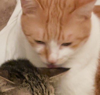 キジトラ猫を毛繕いする茶白猫