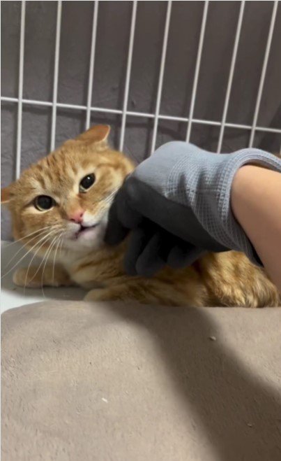 撫でられている猫