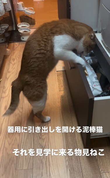 引き出しを開けている猫