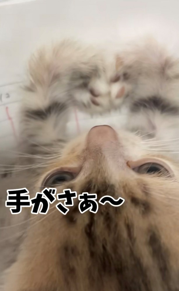 子猫の手元